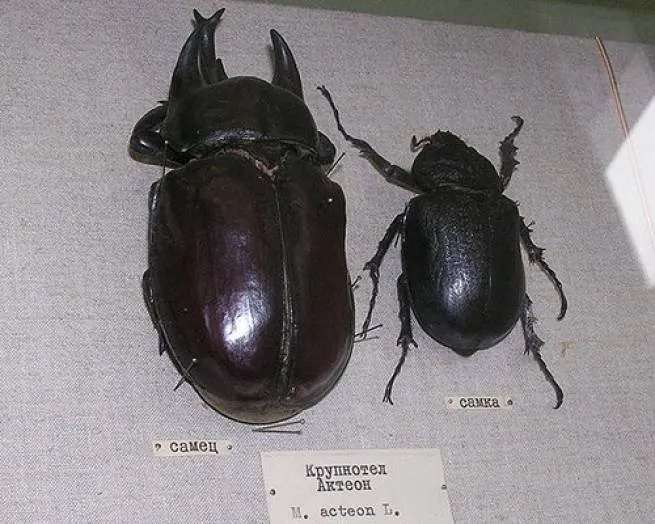 Bọ Acteon