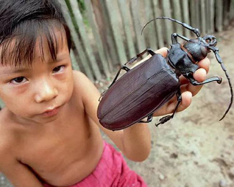 Bọ cánh cứng Titan