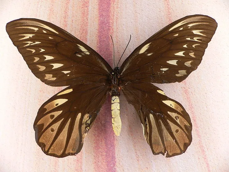Bướm nữ hoàng Alexandra