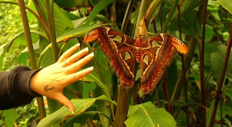Bướm khế