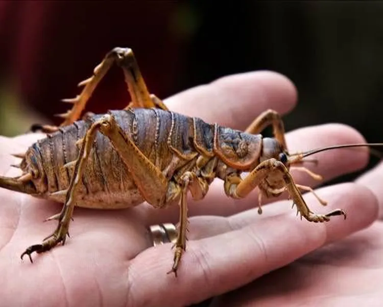 Dế Weta