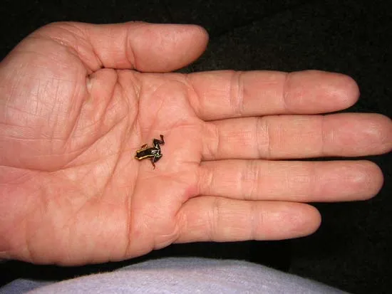 Con nhái độc Eleutherodactylus