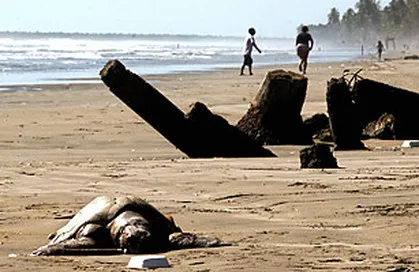 Rùa biển chết tại El Salvador