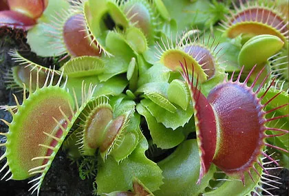 Venus Flytrap