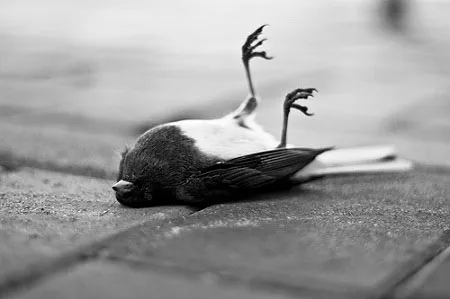 Flock-Alypse