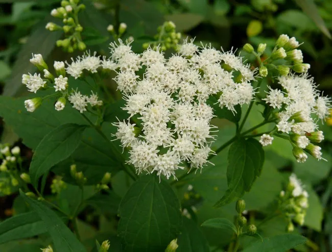 White Snakeroot