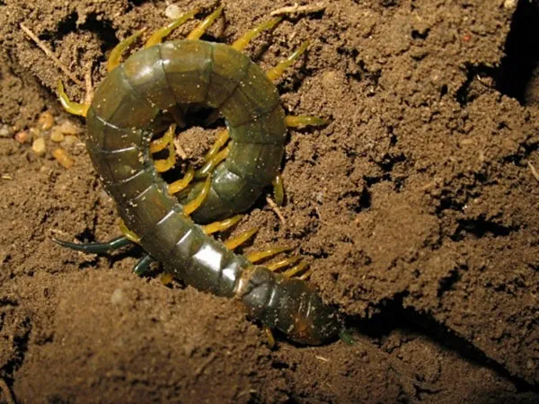 Scolopendra gigantea là loài rết lớn nhất thế giới