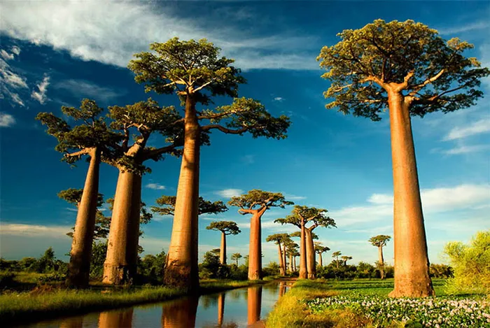 Cây Baobab hình ấm trà