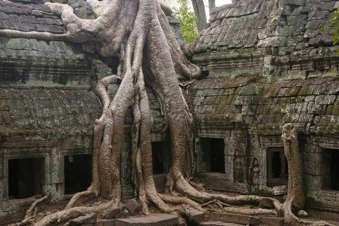 Cây bông gòn ở Ta Prohm