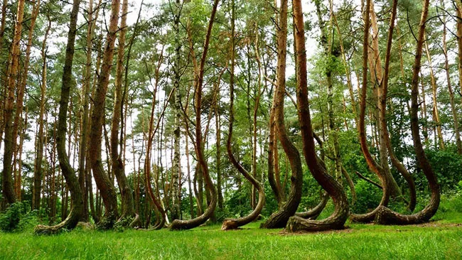 Rừng cây cong ở Gryfino