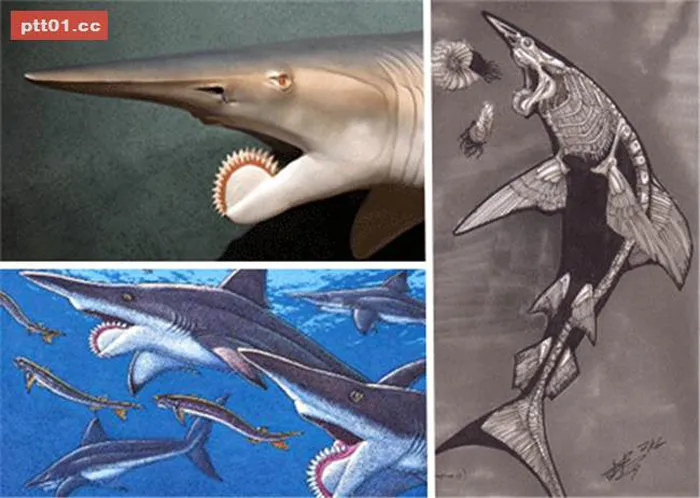 Cá mập Helicoprion