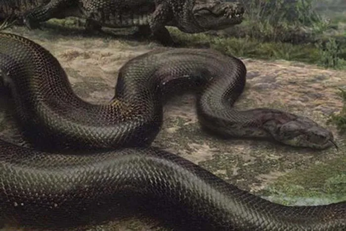 Titanoboa cerrejonensis