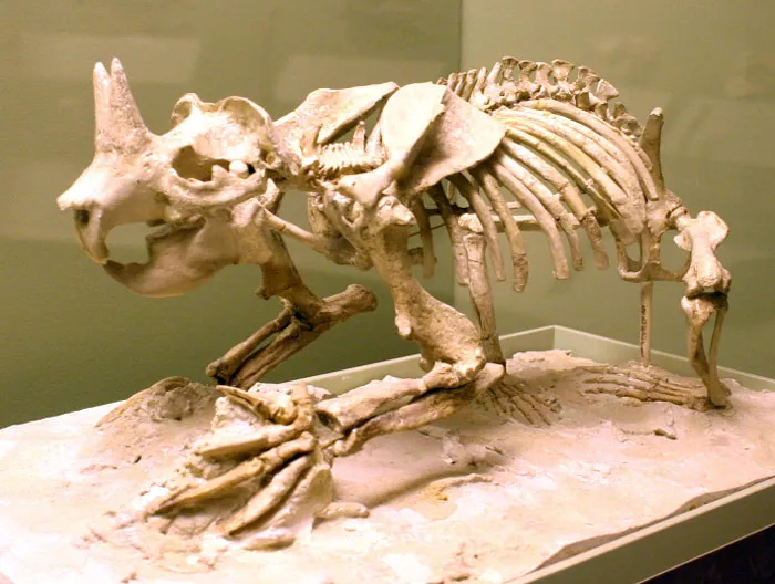 Ceratogaulus Rhinoceros