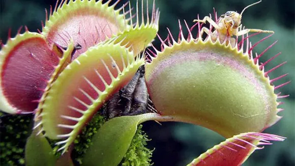 Cây venus flytrap