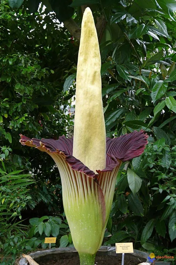 Cây Amorphophallus titanum