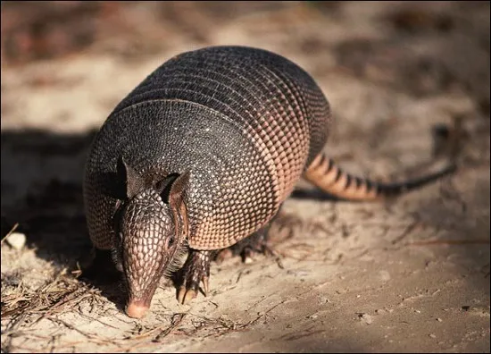 Tê tê Armadillos