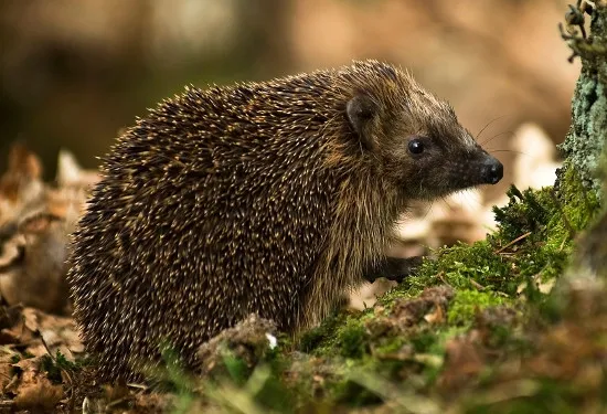 Nhím Hedgehog