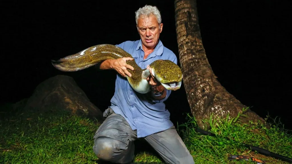 Cá chình hoa (Anguilla marmorata)