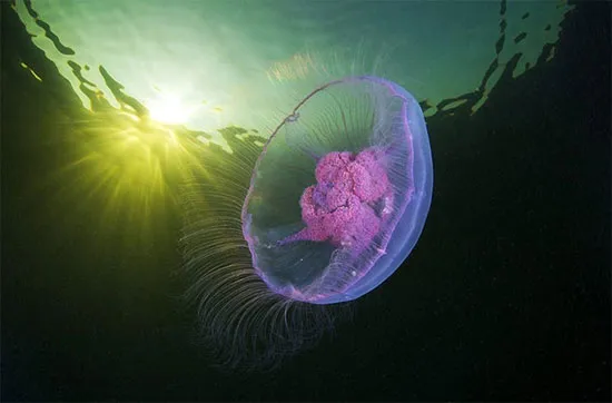 Một con sứa biển mặt trăng đang di chuyển.