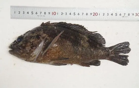 Cá nhiễm phóng xạ