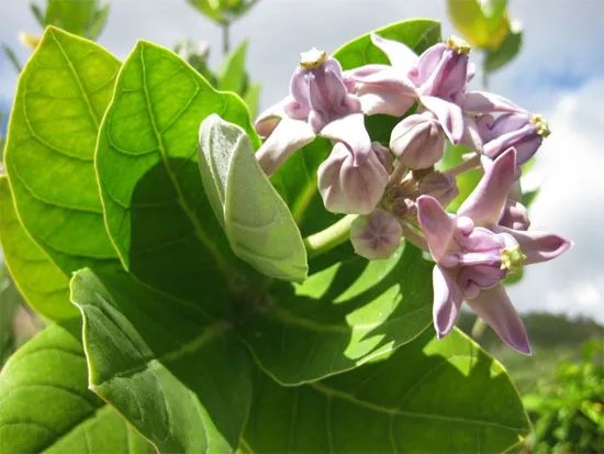 Cây bồng bồng: hoa độc bên đường