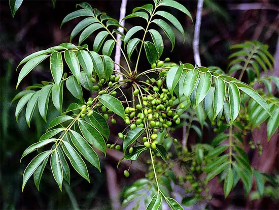 Cây sơn: sơn ăn tuỳ mặt
