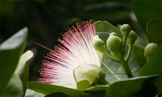 Bàng vuông (Barringtonia asiatica) là một loài thực vật bản địa ở rừng ngập mặn ven biển và hải đảo nhiệt đới ở Ấn Độ Dương và Tây Thái Bình Dương.