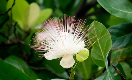 Được ngắm nhìn những đóa hoa bàng vuông giữa biển trời Trường Sa dù chỉ một lần trong đời là ước mong của hàng triệu người con đất Việt.