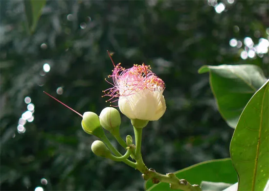 Dù rất đẹp, nhưng hoa cũng như quả và hạt bàng vuông đều có nhiều độc tố. Một số nơi trong khu vực sử dụng hạt bàng vuông xay thành bột để giết hoặc làm cá bị tê liệt khi đánh cá.