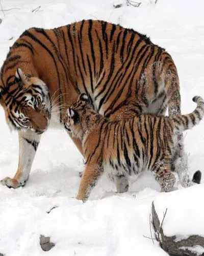 Loài hổ Siberia là loài hổ to nhất, chúng có cân nặng trung bình khoảng 200kg. Tuy nhiên, những con đực có thể nặng đến 340kg.