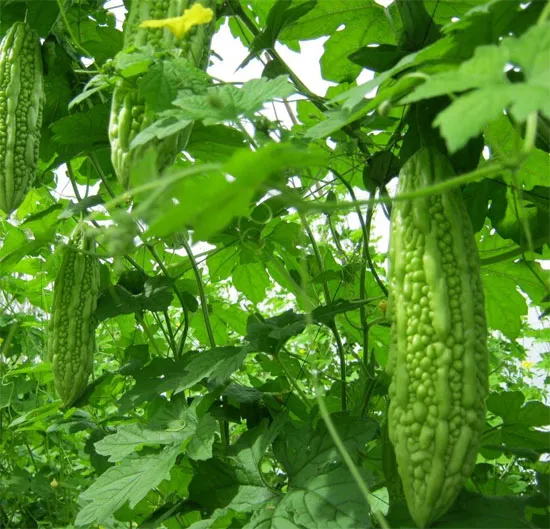 Mướp đắng