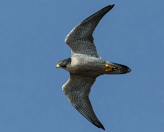 Chim ưng Peregrine là loài khá phổ biến ở Vatican. Chúng nổi tiếng là loài chim bay nhanh nhất trên thế giới. Sải cánh dài của chúng có hình dạng mũi tên, cho phép chúng đạt tốc độ 180km/h.