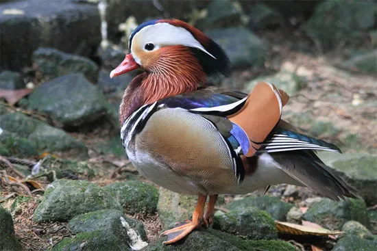 Uyên ương (Aix galericulata) làm "rạng danh" cả họ nhà vịt khi được đánh giá là một trong những loài chim đẹp nhất thế giới.