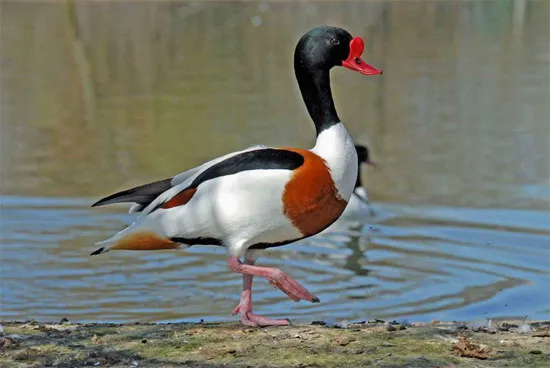 Vịt khoang (Tadorna tadorna) với "bộ trang phục" được phối màu hài hòa.