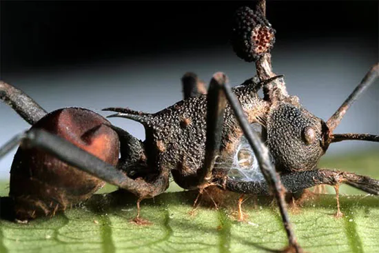 Loại nấm độc thuộc họ Ophiocordyceps được hai nhà khoa học David Hughes và Harry Evans phát hiện tại khu rừng mưa Atlantic ở Đông Nam Brazil.