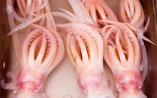 Những con mực ống khổng lồ.