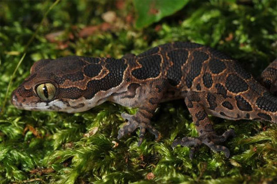 Gekoella Jeyporensis được tìm thấy sau 135 năm.