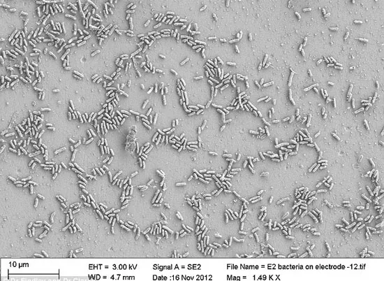 Vi khuẩn Shewanella oneidensis có thể được khai thác để tạo ra điện sinh học.