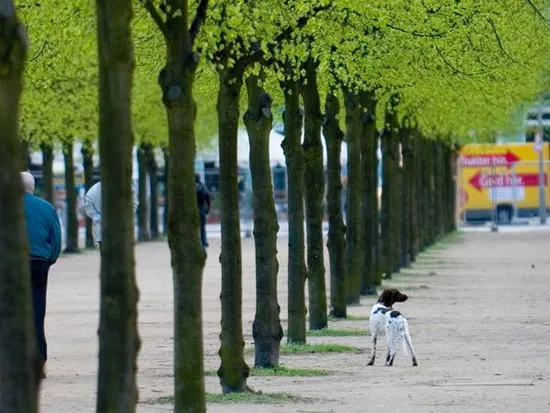 Hàng cây trên một phố ở thành phố Berlin, Đức.