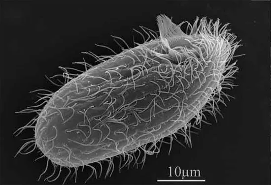 Tetrahymena thermophila, sinh vật kỳ dị có tới 7 giới tính