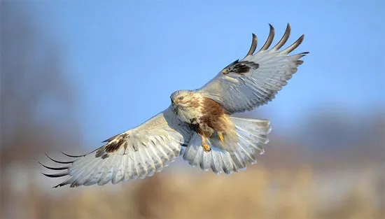 Chim ó cùng họ với đại bàng.