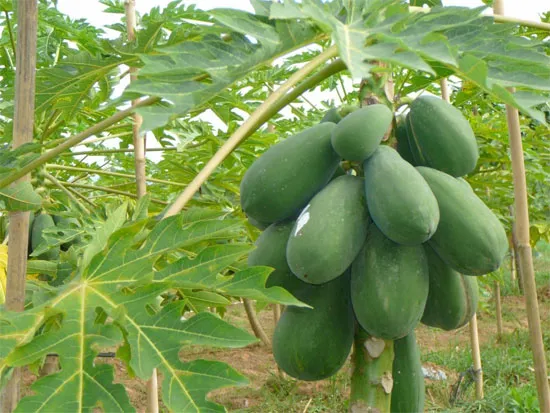 Đu đủ