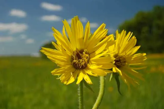 Hoa Silphium