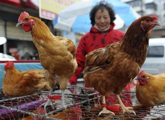 Số ca mắc cúm gia cầm H7N9 tại Trung Quốc đã lên 7 người.