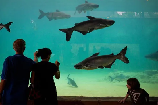 River safari