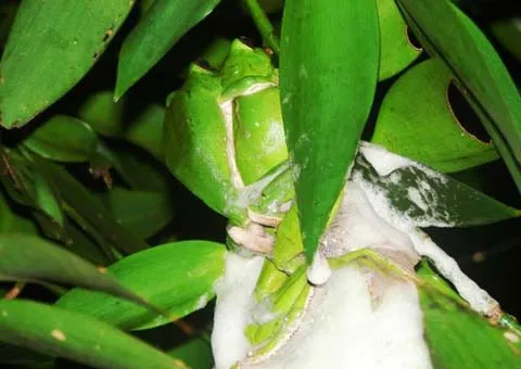 Một cặp đang giao phối.