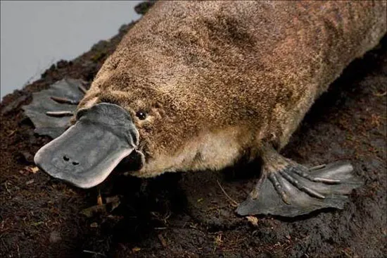 Thú mỏ vịt