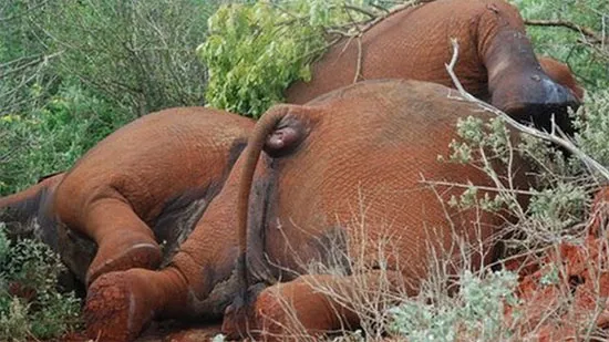 Thi thể ba con voi bị bọn săn trộm sát hại vào giữa tháng 1 năm nay tại Kenya.