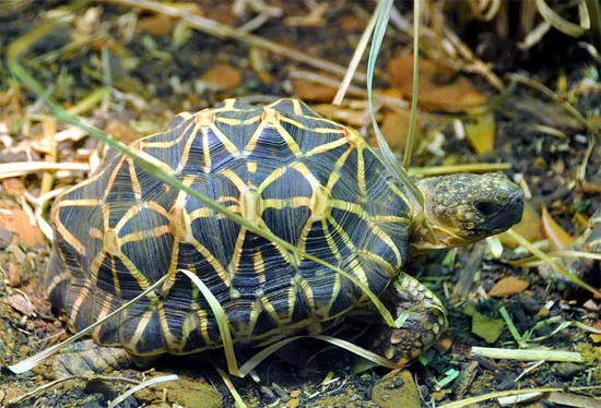 Rùa sao Ấn Độ (Geochelone elegans) là loài rùa xuất xứ từ những vùng khô cằn và rừng cây bụi ở Ấn Độ và Sri Lanka.