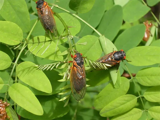 Hàng tỉ chú ve sầu này sẽ xuất hiện trên bầu trời bờ biển phía đông nước Mỹ trong mùa xuân này.